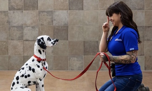 a woman training a dog